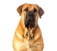 Journal: Boerboel South African Mastiff