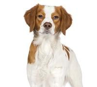 Journal: Epagneul Breton Brittany Dog