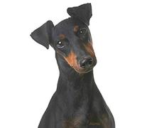 Journal: Manchester Terrier