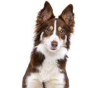 Journal: Red and White Border Collie Notebook