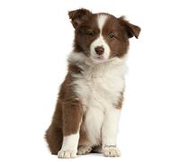 Journal: Red Border Collie Puppy