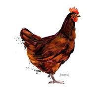 Journal: Rhode Island Red Hen (Chicken Collection)