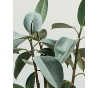 Journal - Simple Stationary: Plants - 100 pages lined paper