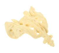 JOYOFREELY Pvc Sacrum Bone Anatomy Model with Portable Design and Smooth Surface for Practice and Display, Human Skeleton Model for Doctor and Student Education