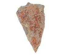 JOYOFREELY Specimen Ornaments Fern Plant Specimen Collectible Geological Leaf Impression Stone for Display Natural History for Teaching and Learning Scenarios