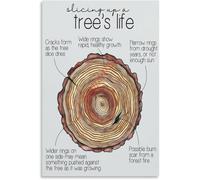 JRBJWYVV Tree Ring Science Diagram Poster Tree Life Education | Learn how tree rings reveal age climate and growth history(Unframed,08x12inch(20x30cm))