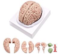 Jrifedptry Human Brain,Life Size Human Brain Anatomy Model with Display Base, for Science Classroom Study & Teaching Display B