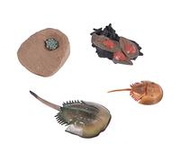 Jrudjsnhhty Simulation Horseshoe Crabs Growth Cycle Model,Insect Life Cycle Model Life Cognition Model Ornaments