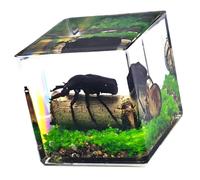 JSGHGDF Clear Acrylic Specimens Cube with 4Cm and 5Cm Size Nature Discovery Learning Tool for Study and Home Decoration Cube