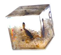 JSGHGDF Clear Acrylic Specimens Cube with 4Cm and 5Cm Size Nature Discovery Learning Tool for Study and Home Decoration Cube