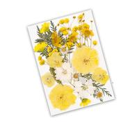 JSGHGDF Premium Dried Flower Craft Supplies User Friendly Craft Projects Long Time Party Decorations Pressed Art User Friendly Pressed Art