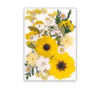 JSGHGDF Premium Dried Flower Craft Supplies User Friendly Craft Projects Long Time Party Decorations Pressed Art User Friendly Pressed Art