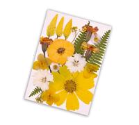 JSGHGDF Premium Dried Flower Craft Supplies User Friendly Craft Projects Long Time Party Decorations Pressed Art User Friendly Pressed Art