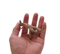 JTKSSCS Driftwood Fish Tank Decoration Wooden Small Habitat Roots Driftwood Scenery Decorative Ornaments Aquarium Landscape Tree(8-10cm)