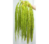 Jtoder 10Pcs Dried Amaranthus Hanging Flowers, Natural Preserved Flower for Wedding Arch, Exhibition, Wall Hanging Lover Tears, Floral Arrangement, Home Decor (Light Green, 24")