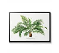 Jubea Spectabilis, Vintage Illustration Style, Palm Tree Botanical, Landscape Wall Art Print, Nature Collection Poster, Home Decor Gift, Archival Matte, A4 (Print Only) - 29.7x21cm