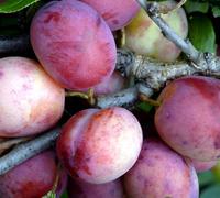 Jubilee Plum Fruit Tree 4-5Ft Bare Root Tree By Direct Plants