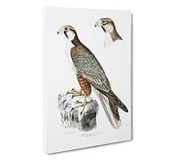 Jugger Falcon Illustration by John Edward Gray Canvas Print | Gallery Wrapped 30mm Frame Wall Art | 30x20 inches | Ready to Hang | Modern Animals Picture | Living Room Bedroom Lounge Office