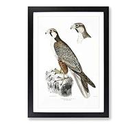 Jugger Falcon Illustration by John Edward Gray Framed Print | A2 Black Framed Wall Art | Ready to Hang | Modern Nature Picture | Living Room Bedroom Lounge Office