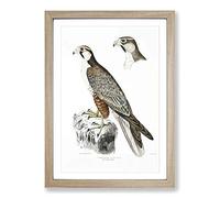 Jugger Falcon Illustration by John Edward Gray Framed Print | A2 Oak Framed Wall Art | Ready to Hang | Modern Nature Picture | Living Room Bedroom Lounge Office