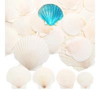 Juibao 24Pcs Natural White Scallop Shells, 6-10cm Bulk White Seashells, Small and Large Scallop Shells for Crafting, Wedding Decor, Beach Theme Party, Vase Filler