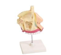 JUJNE 1:1 Life Sized Marked Human Nasal Cavity Anatomical Model ENT Model Accessory Frontal Sinus Sphenoid Sinus Maxillary