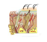 JUJNE 50X Human Skin Anatomy Model Skin Layers of Hair Tissue Internal Structure Medical Science Model for Teaching Training