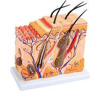 JUJNE 50X Times Human Skin Model, 3D of The Human Skin Model with Increase of The Skin Major Three Dimensional Human Skin Anatomy Model Hair Follicles, Sweating, Fatty Fabric