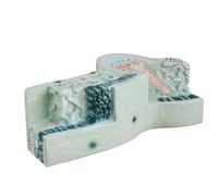 JUJNE Leaf Cross-Section Teaching Model Monocot Model Stem Plant Cell Model Biology Demonstration Model Teaching Aids