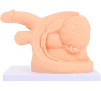 JUJNE Male Catheterization Model, Male Catheter Anatomy Model Educational Training Aid PVC Catheterisation Simulator External Genital Anatomy Model for Nurse Educational Training Aid