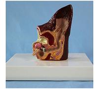JUJNE Pathological Dog Ear Model - Animal Organ Model Ear Model - Animal Pathological Anatomical Model Medical Model - For Medical Educational Training Aid