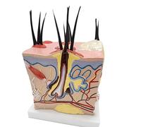 JUJNE Sick Dog Skin Anatomy Model Canine Pet Teaching Aids Veterinary Vet Anatomy Display Educational Teaching for Medical Training Aid And Demonstrati