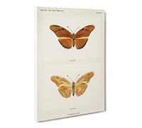 Julia Butterfly By S.F. Denton Canvas Print | Gallery Wrapped 30mm Frame Wall Art | 30x20 inches | Ready to Hang | Retro Animals Picture | Living Room Bedroom Lounge Office