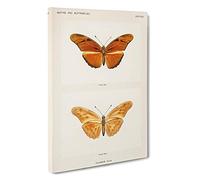 Julia Butterfly by S.F. Denton Canvas Print | Gallery Wrapped 30mm Frame Wall Art | 30x20 inches | Ready to Hang | Modern Animals Picture | Living Room Bedroom Lounge Office