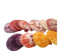 Julie Wang 20 Pieces Colorful Seashells Decorations Nautical Scallop Shells Crafts Decor