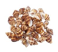 Julie Wang 60pcs Drilled Sea Shells Natural Ocean Beach Spiral Seashells Charms Beads For Wind Chime Jewelry Making DIY Craft Home Decoration Spin Brown