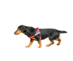 Julius-K9 16IDC-M-R-2015 IDC Color & Gray Belt Harness for Dogs, Size Mini, Red-Gray