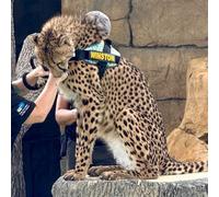 Julius-K9, 24IDCK9-LPRD-2XL, IDC Powerharness, Dog Harness, Size: 2XL Leopard(2XL)