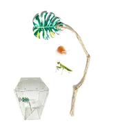 Jumping Spider Decorations | Pet Climbing Feeding Habitat | Enclosure Jumping Spider Habitat,for Family Pet Owners Feeding Play Resting Mental Stimulation