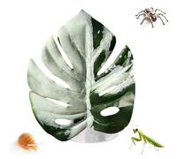 Jumping Spider Leaf Simulated Pets Supplies with Suction Cup