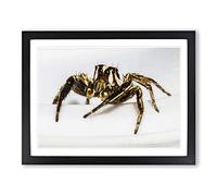 Jumping Spider No.4 Modern Framed Print | A2 Black Framed Wall Art | Ready to Hang | Modern Nature Picture | Living Room Bedroom Lounge Office
