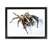 Jumping Spider No.5 Modern Framed Print | A2 Black Framed Wall Art | Ready to Hang | Modern Nature Picture | Living Room Bedroom Lounge Office