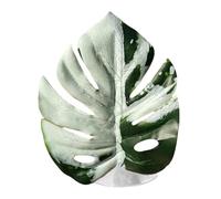 Jumping Spider Plant - Realistic Pet Supply for Terrarium | Suction Cup Attachment with Decorative House Accent & Natural Look for, Snake Carpet, Indoor Zoo and Bird Coop 4.33x3.93x0.39in