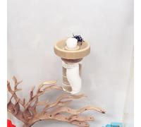 Jumping Spider Water Dispenser, Magnetic Hanging Feeder,Suitable for Jumping Spiders,Tarantulas, Praying Mantises,Arboreal Animals, and Other Small Animal Enclosure Accessories (Wood Color, 5ML)