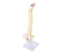JUMPLAWN 1Pc Flexible Human Spine Model Tailbone Anatomy Model with Detailed Vertebrae and Intervertebral Discs for and Display for Students