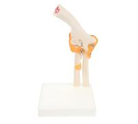JUMPLAWN 1Pc Life Elbow Joint Model Anatomical Skeleton for Medical Study and Education for Students Doctors and Nurses Detailed Elbow Bone Structure with Stand