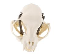 JUMPLAWN Authentic Cat Skull Anatomical Model Realistic Cat Head Figurine for Education Teaching Props and Classroom Display for Anatomy Study and Decoration