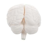 JUMPLAWN Detachable Educational Display for Human Brain Organ Study High Precision Removable Design for Classroom Teaching and Medical Learning