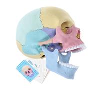 JUMPLAWN Detachable Human Skull Model Educational Anatomy Puzzle for and Art Education Design for Long Term Use Classroom
