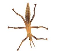 JUMPLAWN Educational Stick Insect Realistic Decorative Learning Figurine for Plastic Model for Imaginative Play Accessory for Early Education